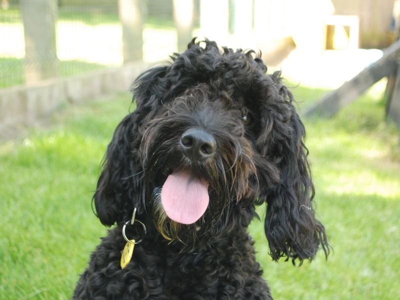 Cosmo | Spaniel (Cocker) Cross | Newbury (Berkshire) - 1