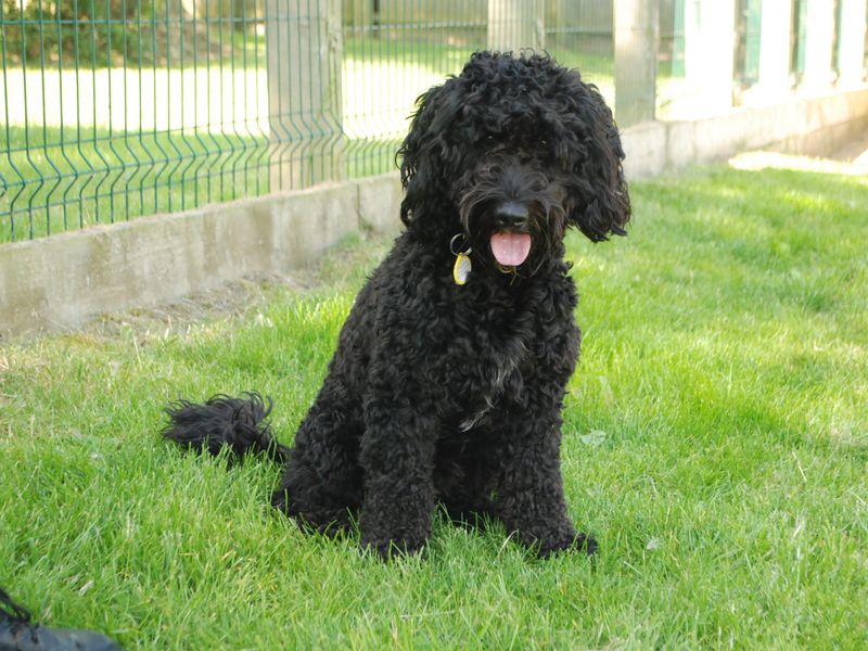 Poodles for sale in Newbury, Berks