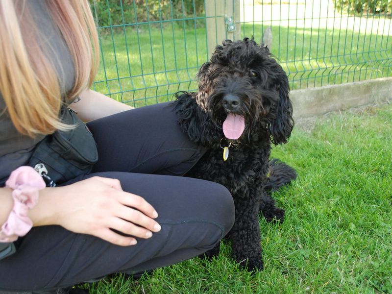 Poodle Puppies for sale in Berks