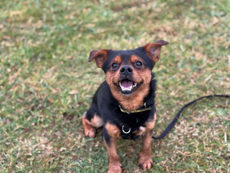 Rex | Terrier (Yorkshire) Cross | Salisbury (Wiltshire) - 1