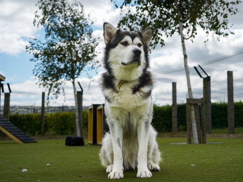 Alaskan Malamutes for sale in Evesham, Worcestershire