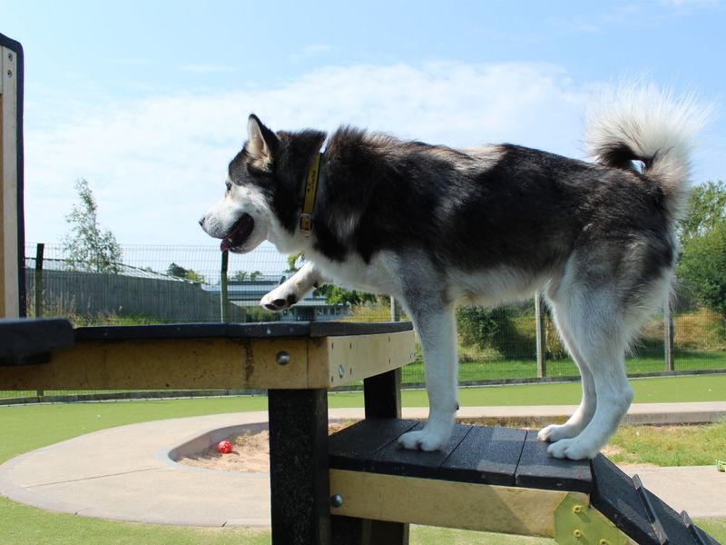 Storm for sale in Evesham, Worcestershire