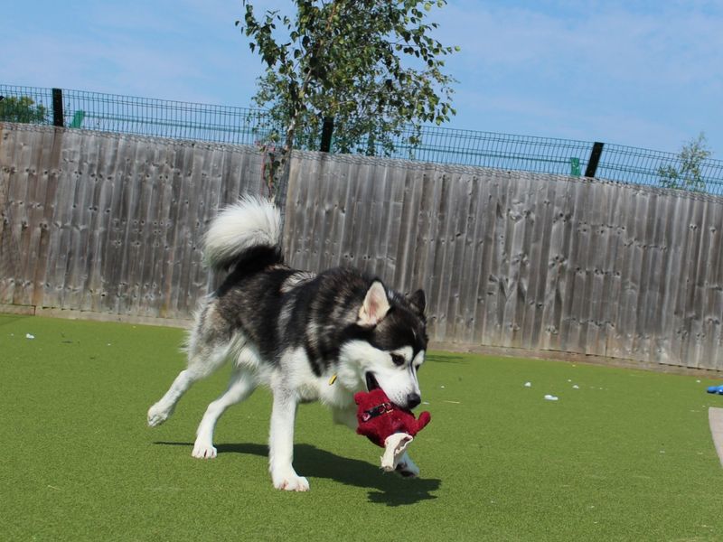 Malamute Puppies for sale