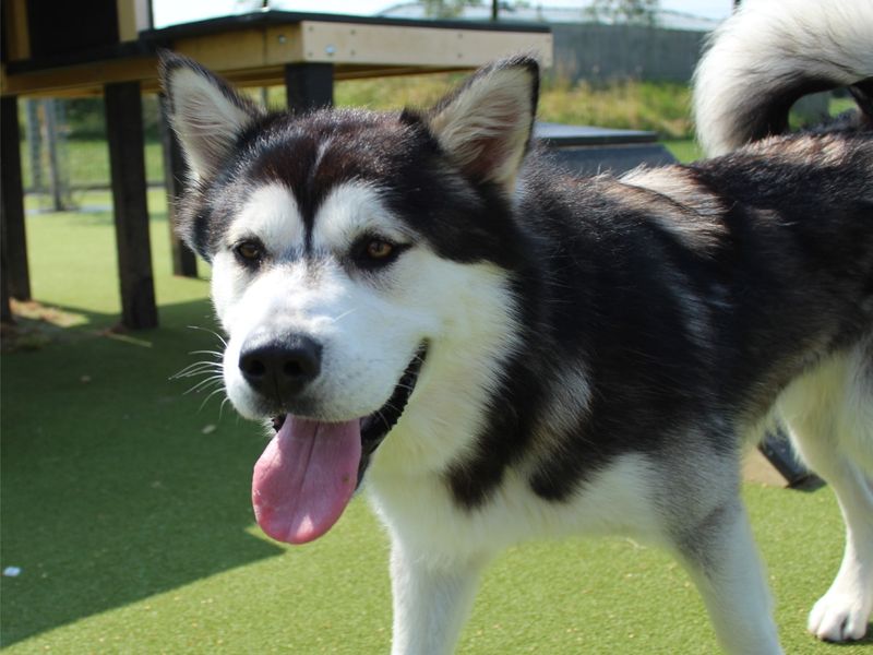 Malamute Puppies for sale in Worcestershire