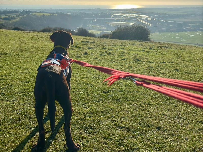 Lexi | Retriever (Labrador) | Shoreham (Sussex) - 1