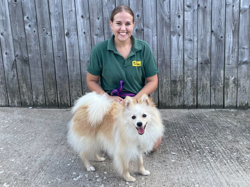 Teddy | Pomeranian | Loughborough - 1