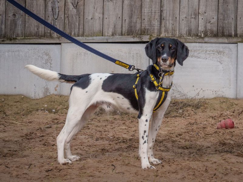 Erbert for sale in Wymeswold, Leicestershire