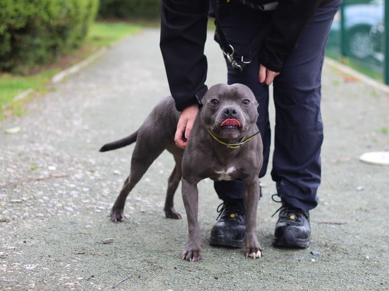 Staffie Puppies for sale