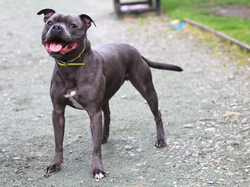 Staffie Puppies for sale in Greater Manchester