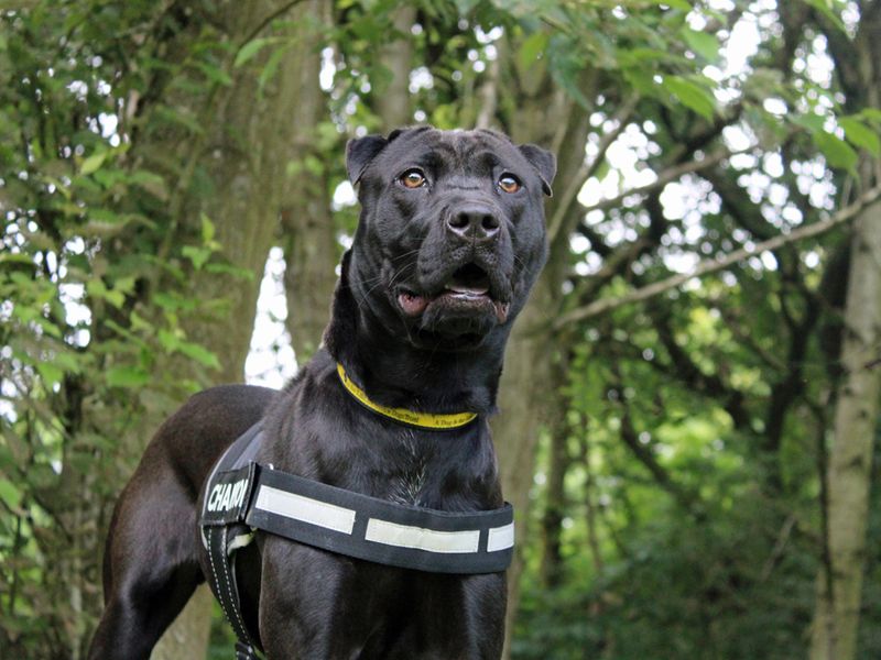 Jess | Retriever (Labrador) Cross | Merseyside (Liverpool) - 1