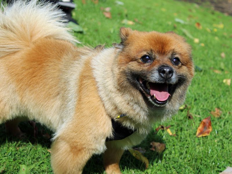 Ted | Pomeranian | Merseyside (Liverpool) - 1