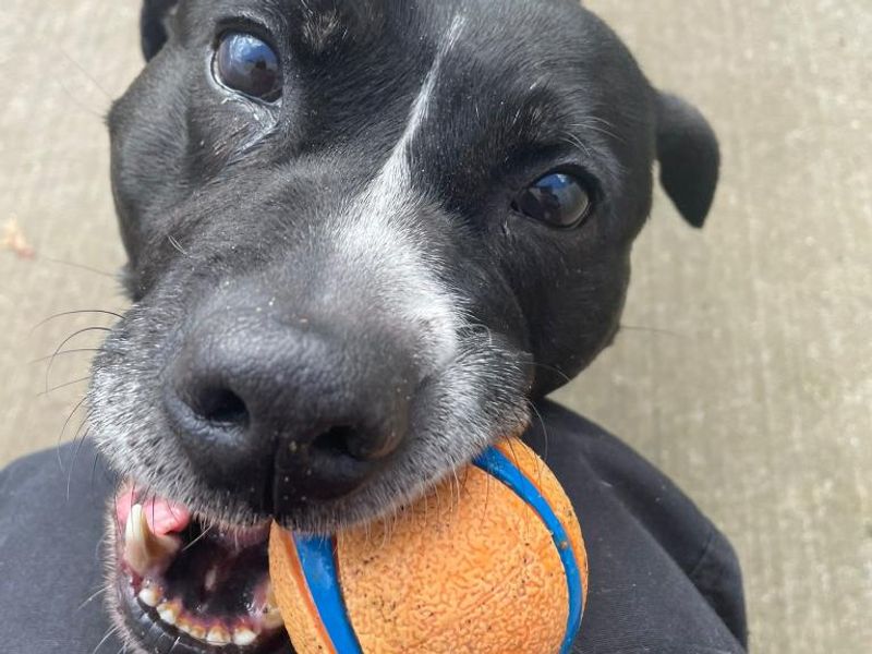 Blaze for sale in Telford, Shropshire