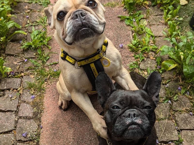 Madge | French Bulldog | Cumbria rehoming - 1