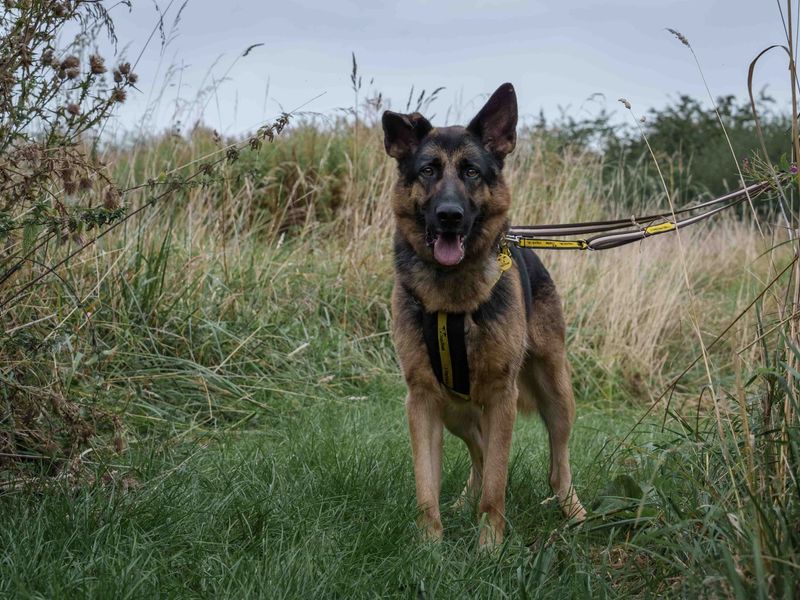 Kilo | German Shepherd Dog | Loughborough - 1