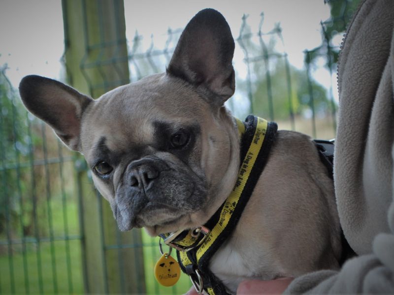 Chunky trunks english fashion & french bulldog rescue