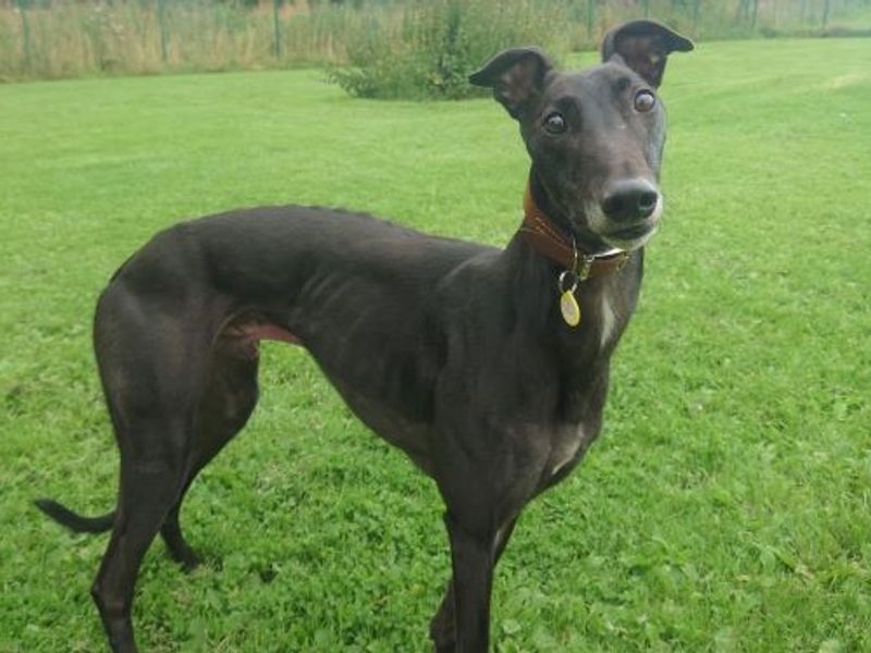 Louie Longlegs for sale in West Calder, West Lothian