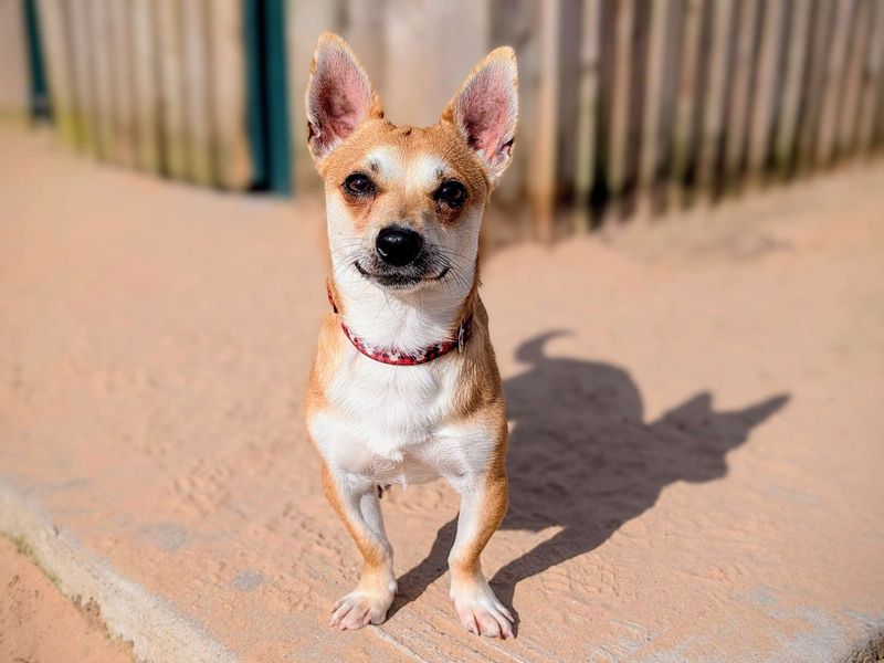 Chihuahuas for sale in Cardiff, Glamorgan