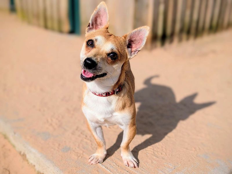 Chihuahua Puppies for sale in Glamorgan