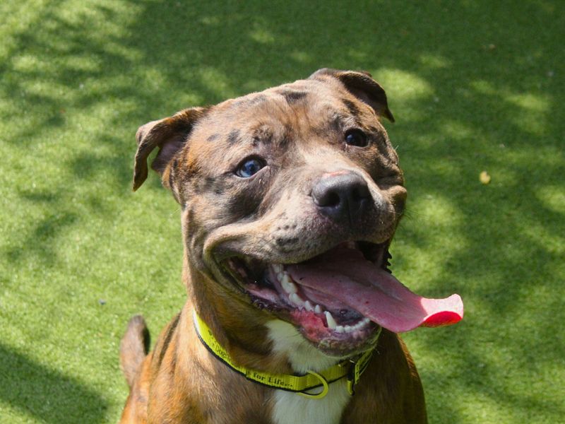 Mango | Terrier (Staffordshire Bull) | Manchester - 1