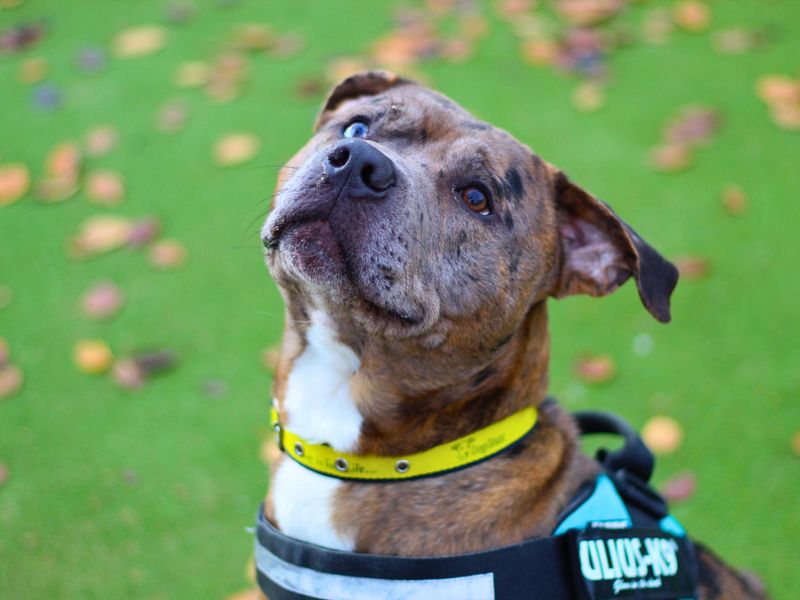 Mango | Terrier (Staffordshire Bull) | Manchester - 1