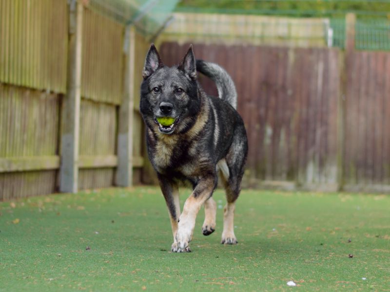 German Shepherds for sale in Kenilworth, Warks