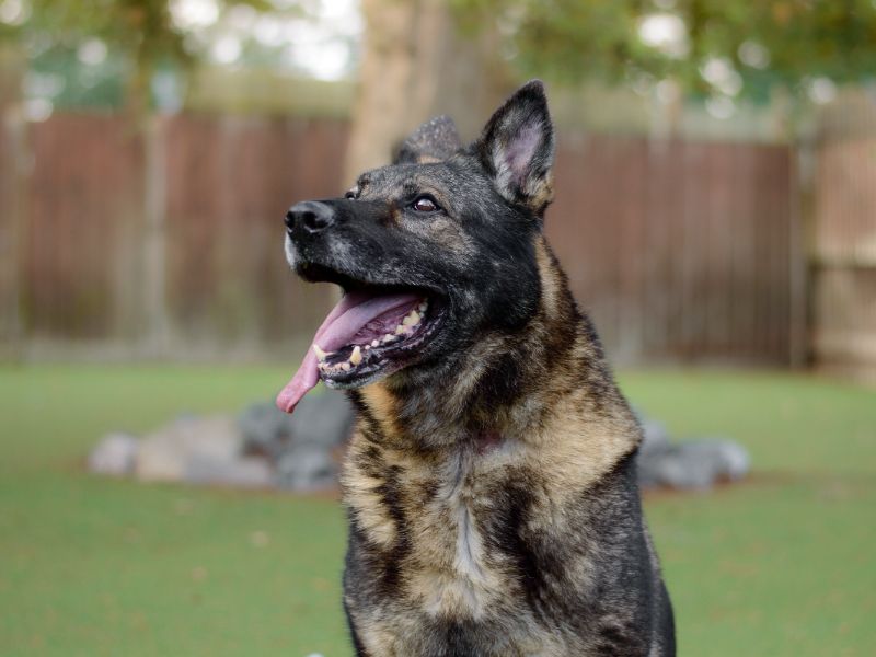 German Shepherd Puppies for sale