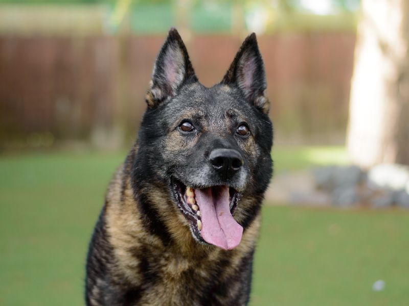 German Shepherd Puppies for sale in Warks