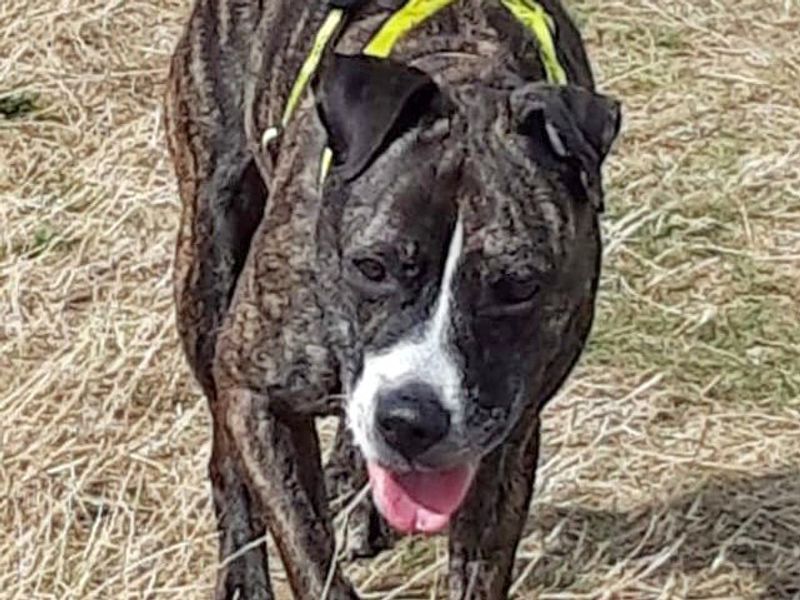 Bow | Terrier (Staffordshire Bull) | Basildon (Essex) - 1