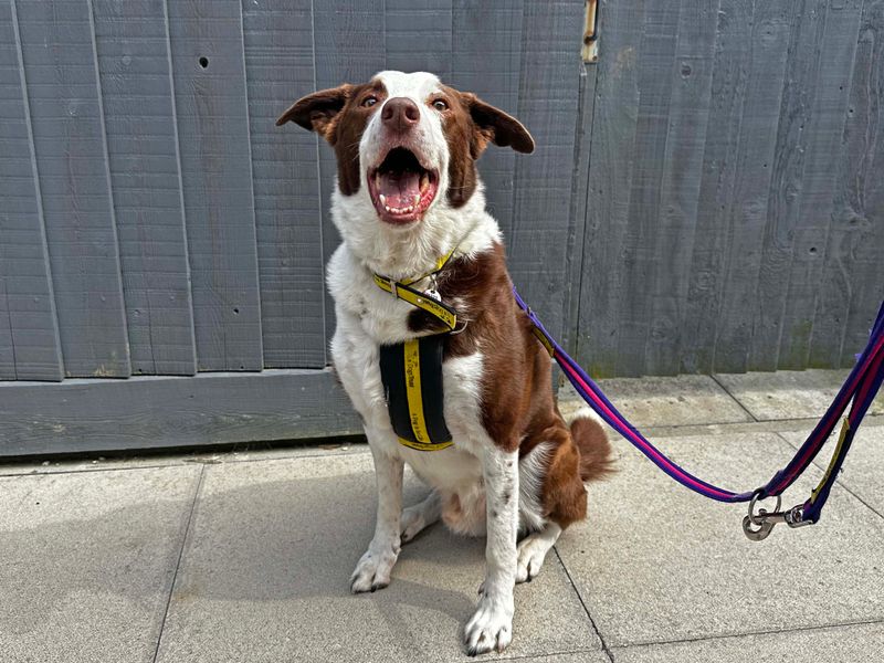 Billy | Collie (Border) Cross | Shoreham (Sussex) - 1