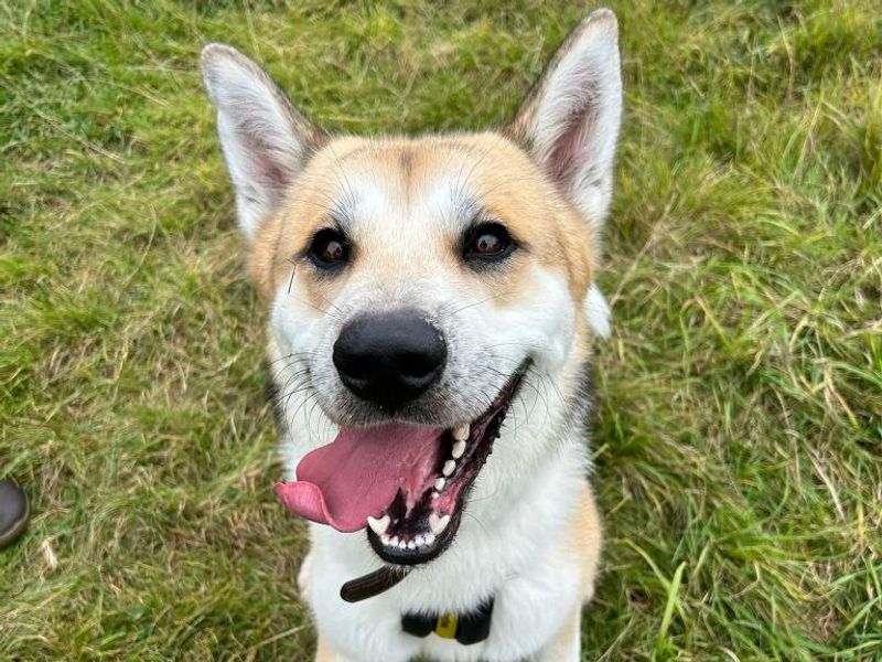 Ben for sale in Telford, Shropshire - Image 1