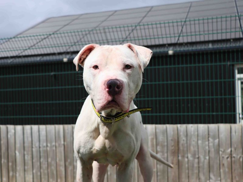 Spot | American Bulldog | Darlington - 1