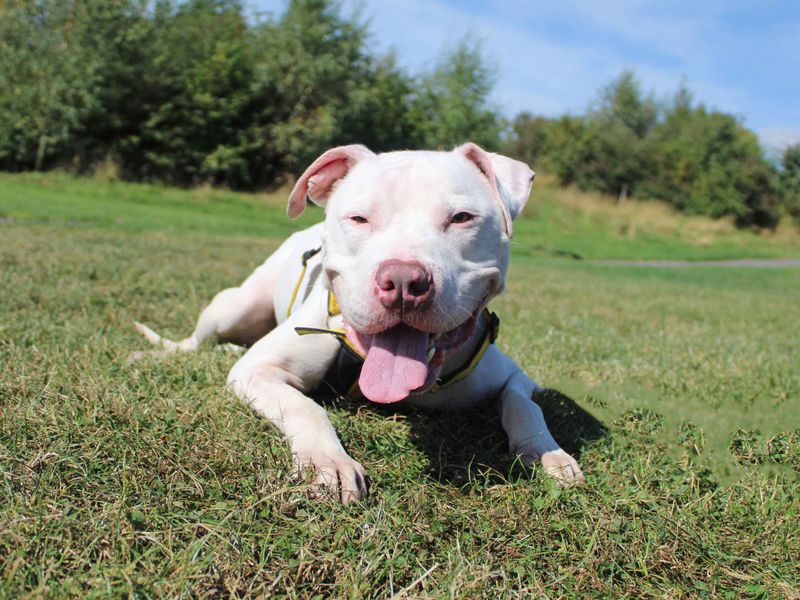 American Bulldogs for sale in Sadberge, Co Durham