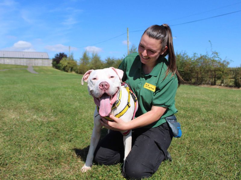 American Bully Puppies for sale in Co Durham