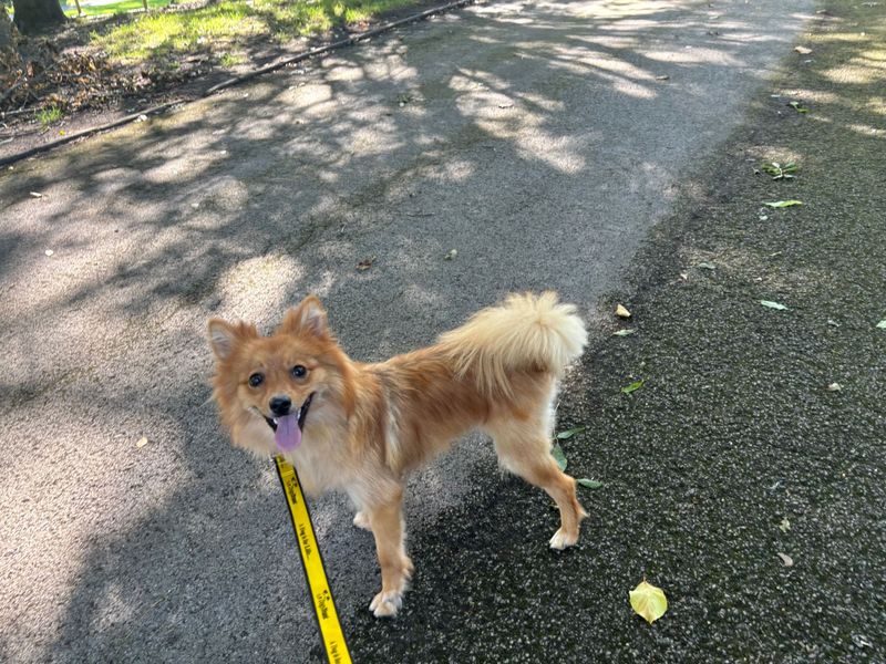 Pomeranian Puppies for sale