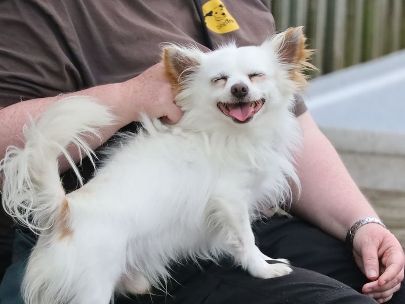 Chihuahuas for sale in Leeds, Yorkshire