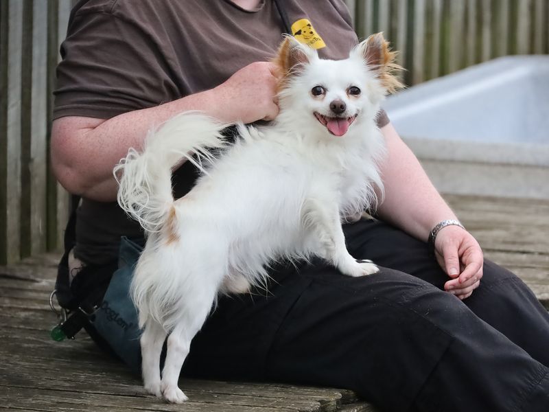 Ringo for sale in Leeds, Yorkshire - Image 1