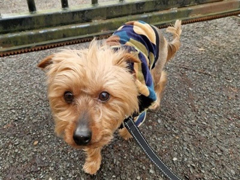 Chip | Terrier (Yorkshire) | Manchester - 1