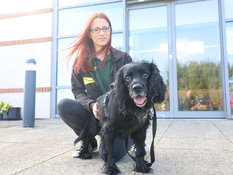 Alfie for sale in Leeds, Yorkshire