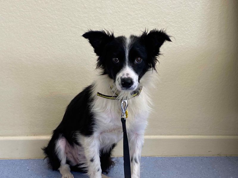 Florrie | Collie (Border) | Darlington - 1