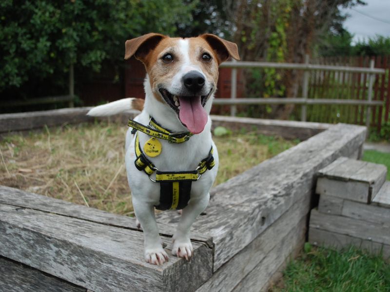 Jack Russells for sale in Newbury, Berks