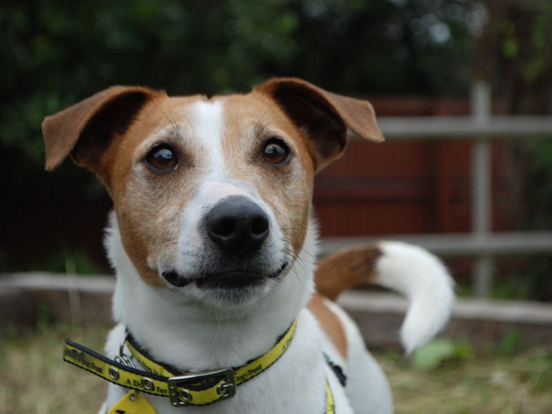 Junior | Terrier (Jack Russell) | Newbury (Berkshire) - 1