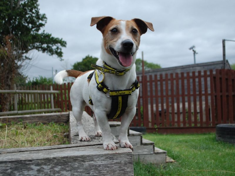 Jack Russell Puppies for sale