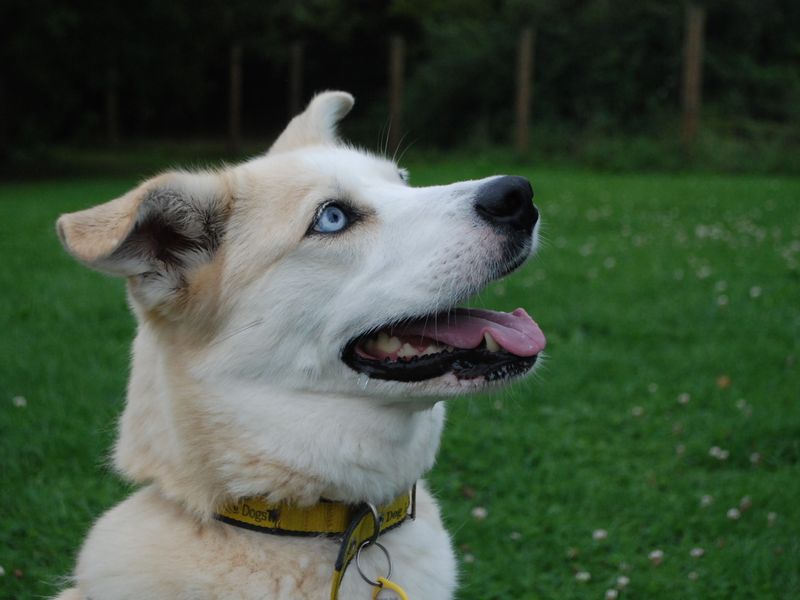 Skye | Siberian Husky Cross | Newbury (Berkshire) - 1