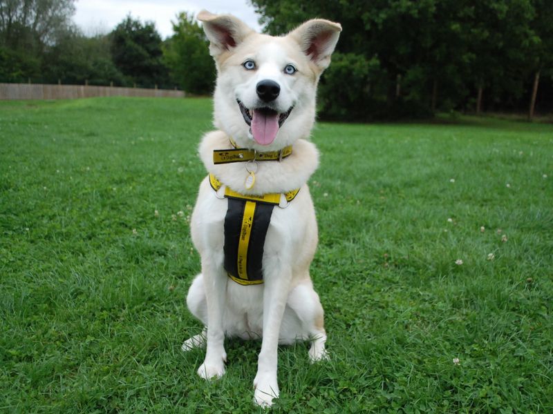 Pomeranians for sale in Newbury, Berks