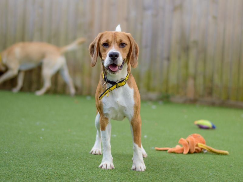 Beagles for sale in Kenilworth, Warks