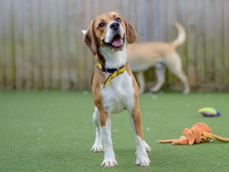 Beagle Puppies for sale in Warks