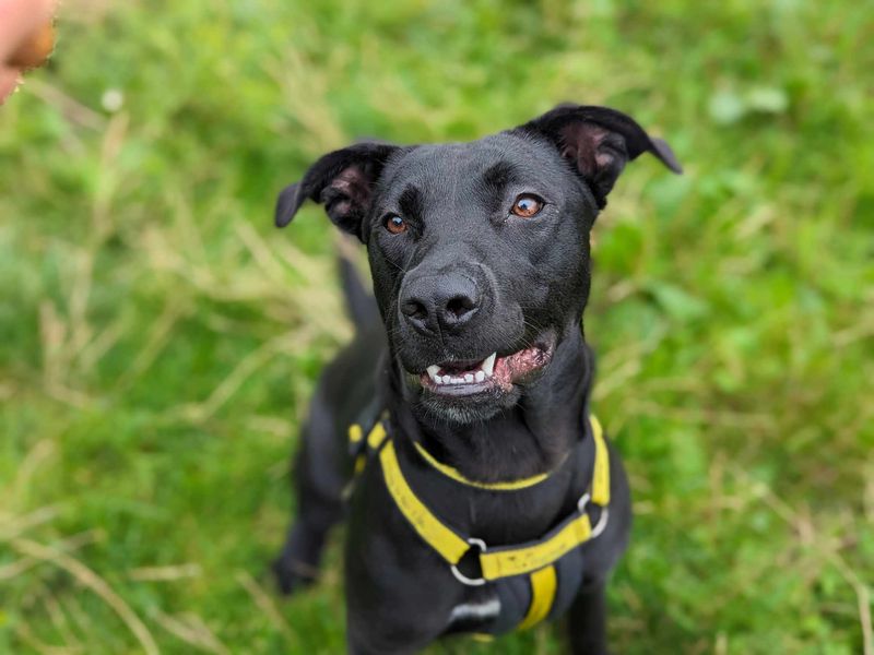 Bonnie for sale in Mid Glamorgan, Wales