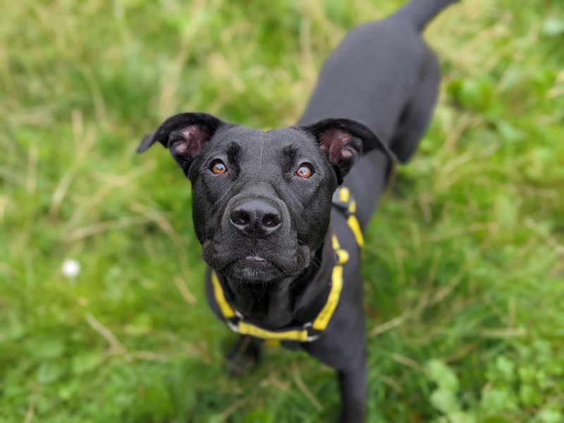 Bonnie for sale in Mid Glamorgan, Wales