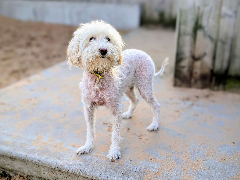 Poodles for sale in Cardiff, Glamorgan