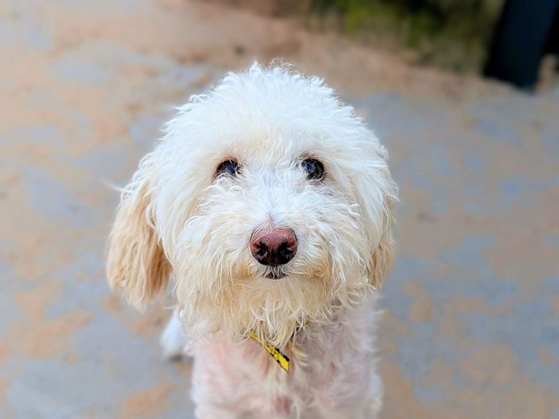 Poodle Puppies for sale in Glamorgan